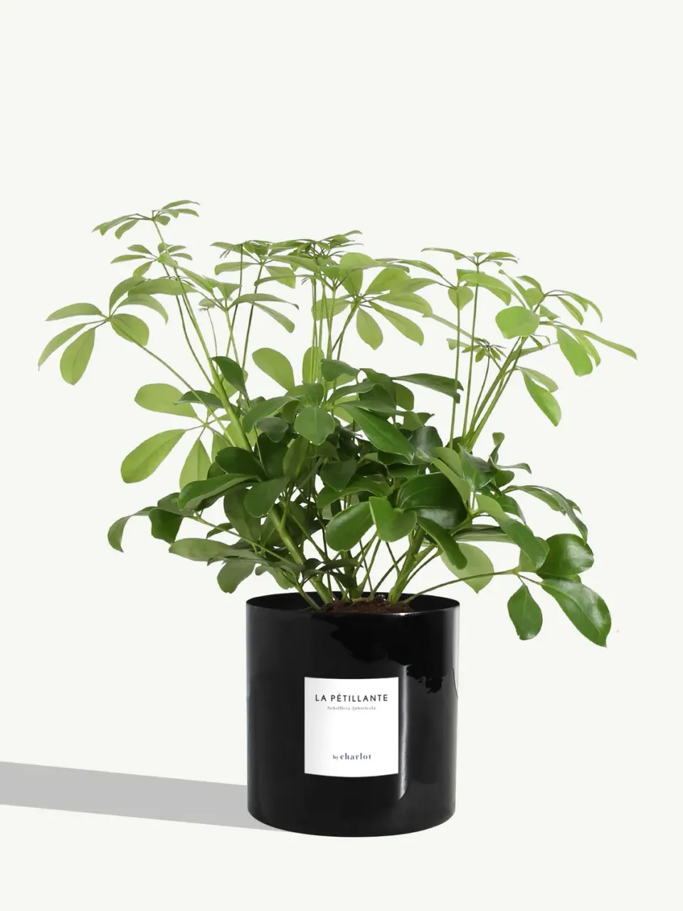 By Charlot La Pétillante plante métal vernis noir