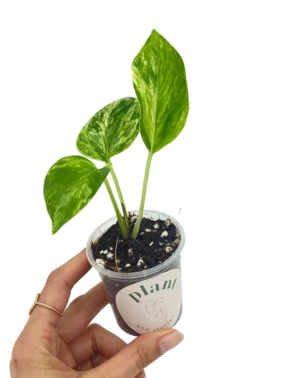 Plant and Stories Epipremnum Marble Queen plante pot 6 cm panachée