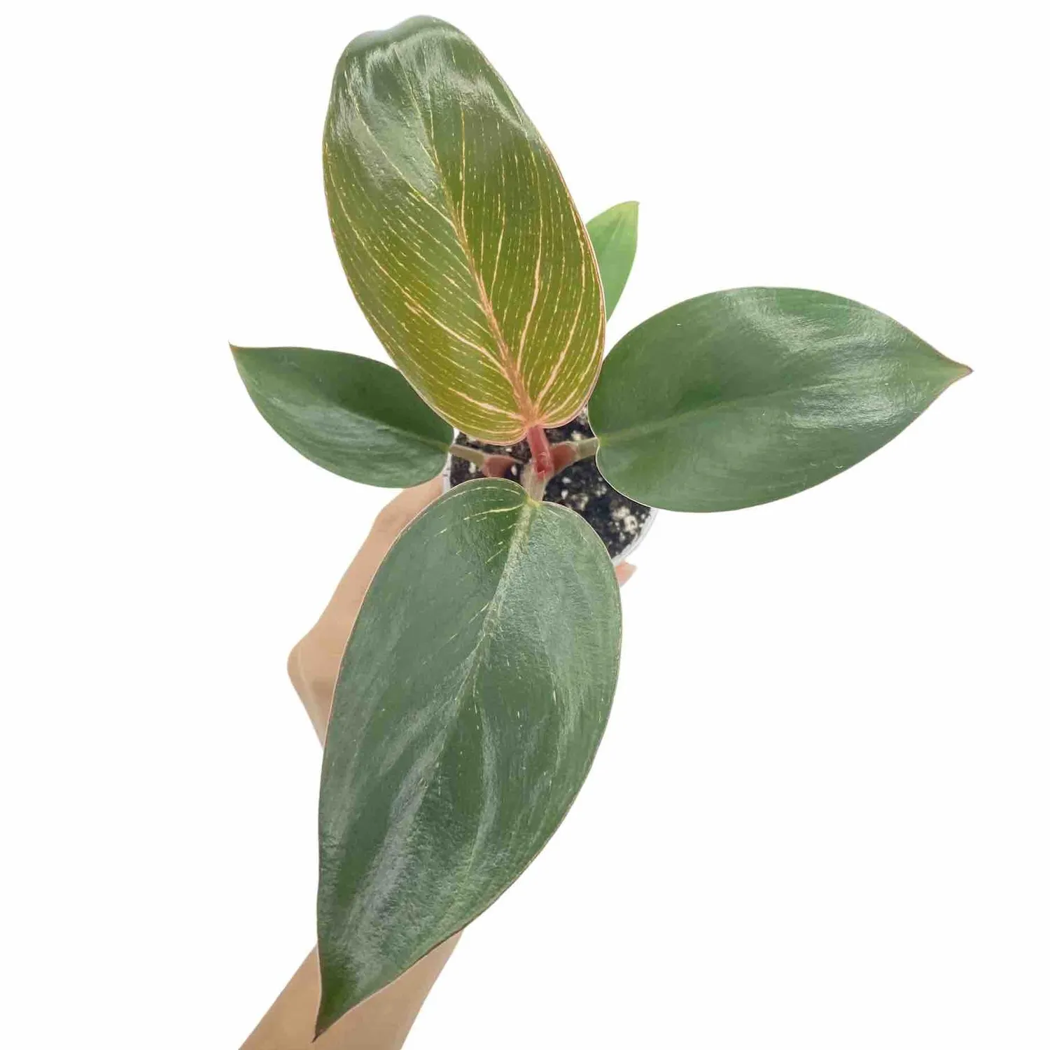 Plant and Stories Philodendron Pink Birkin plante pot 6 cm rayée