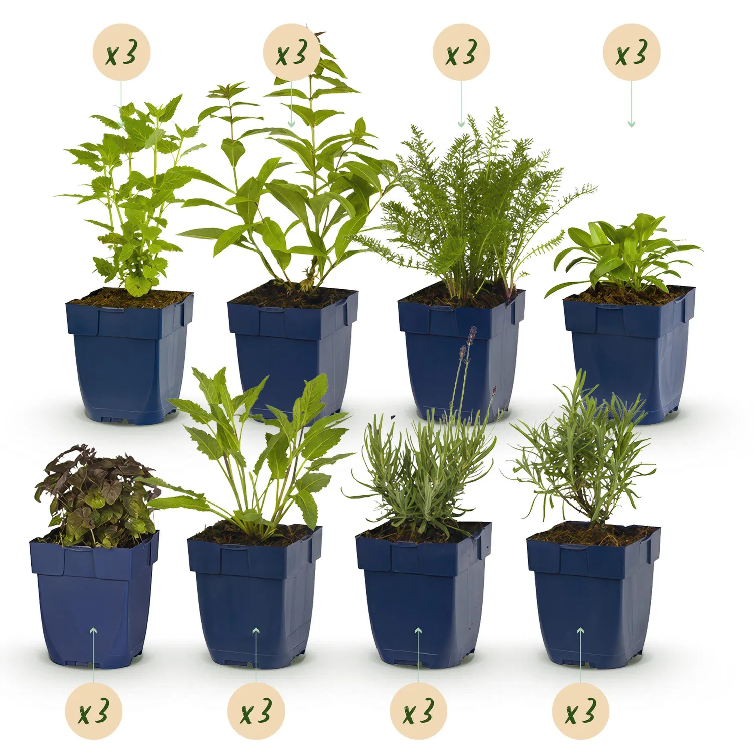 Plant and Stories vivaces parfumées massif lot 6 pots 11 cm