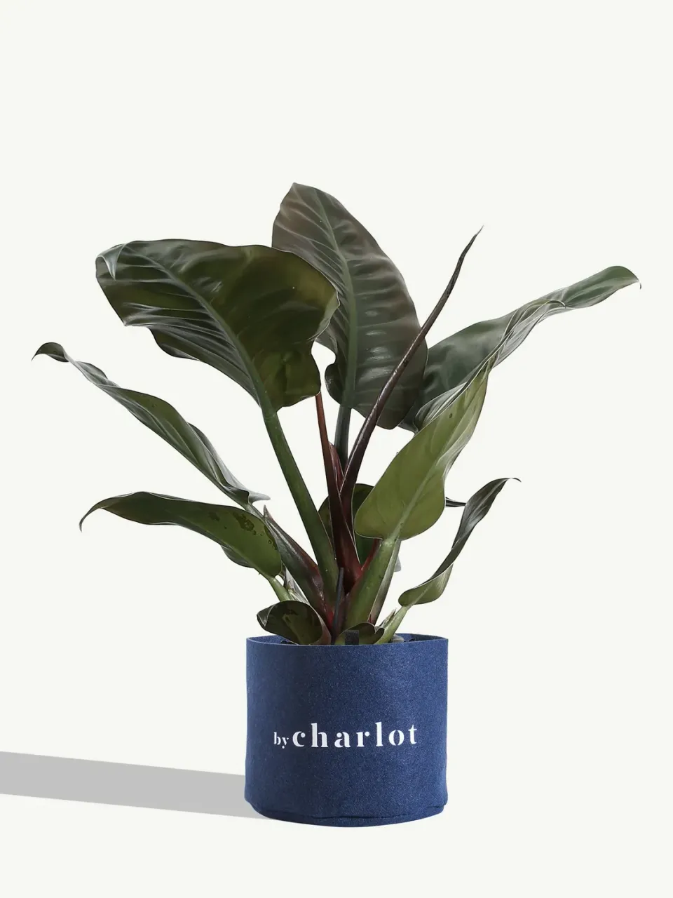 By Charlot Le Flâneur philodendron recharge plante M 25 cm