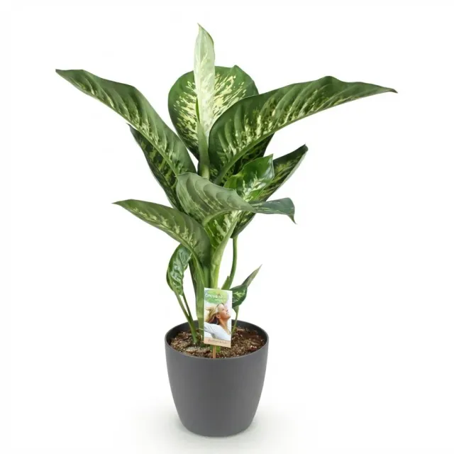 PLANT AND STORIES Dieffenbachia Tropic Snow plante d'intérieur panachée 90-100 cm