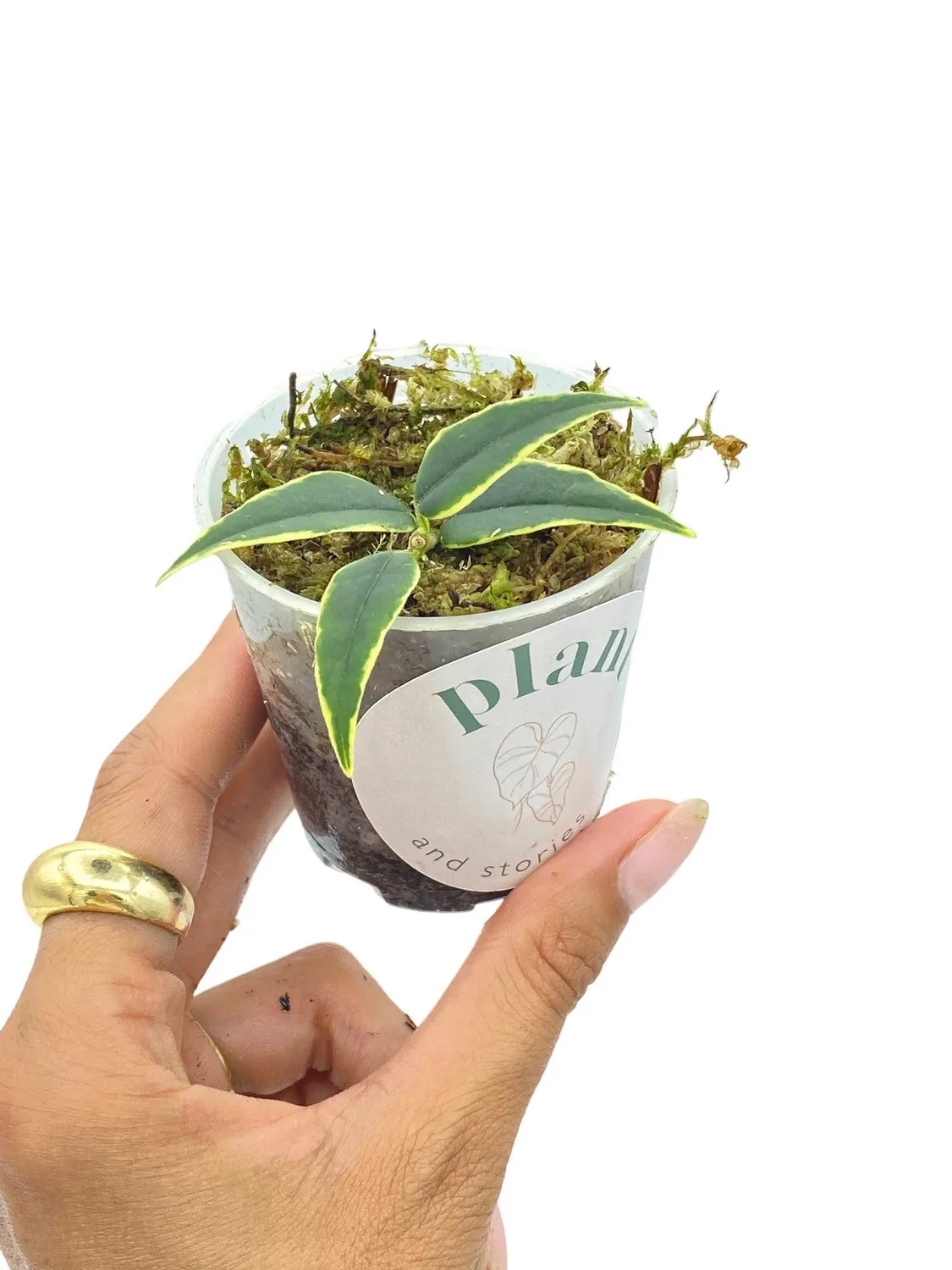 Plant and Stories Bella Variegata hoya 8 cm panaché