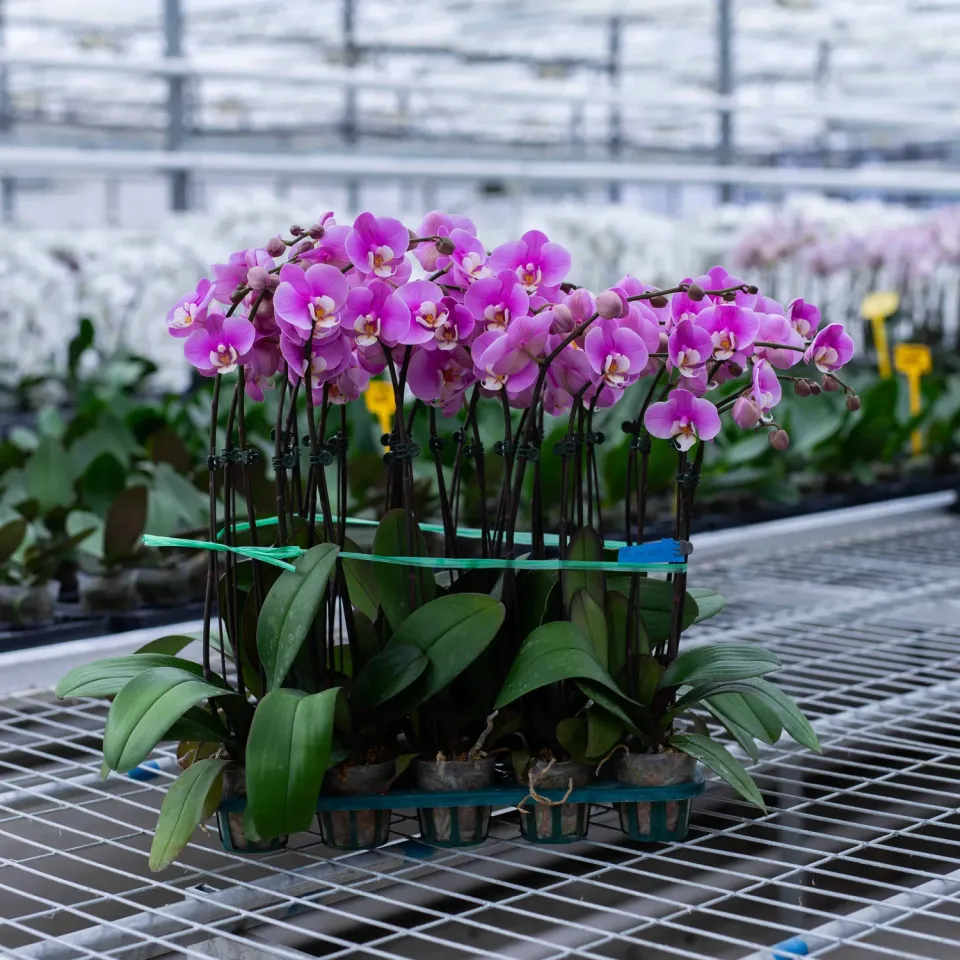 Orchidées de Prestige Brut Sauvage 3 orchidée compacte
