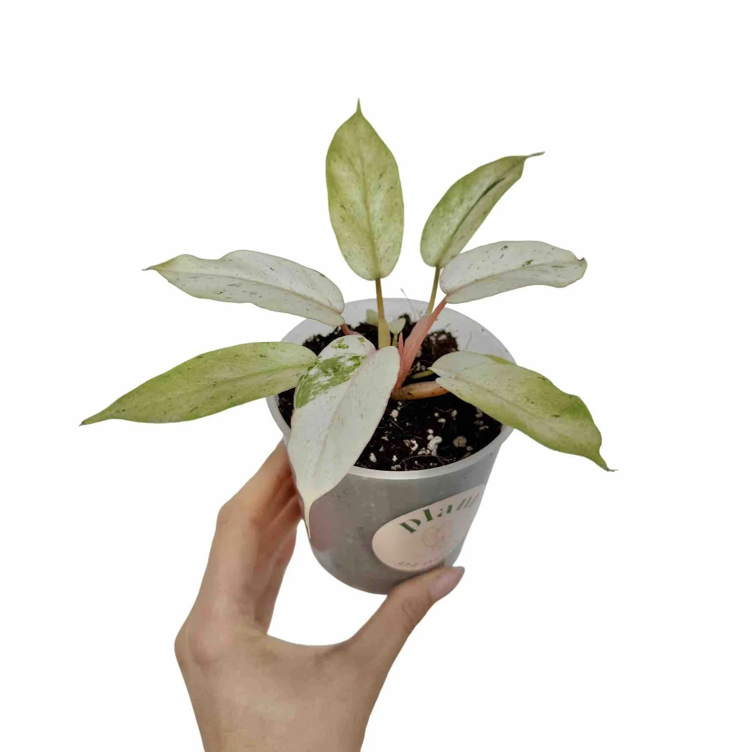 Plant and Stories Snowdrift philodendron plante pot 6 cm marbré