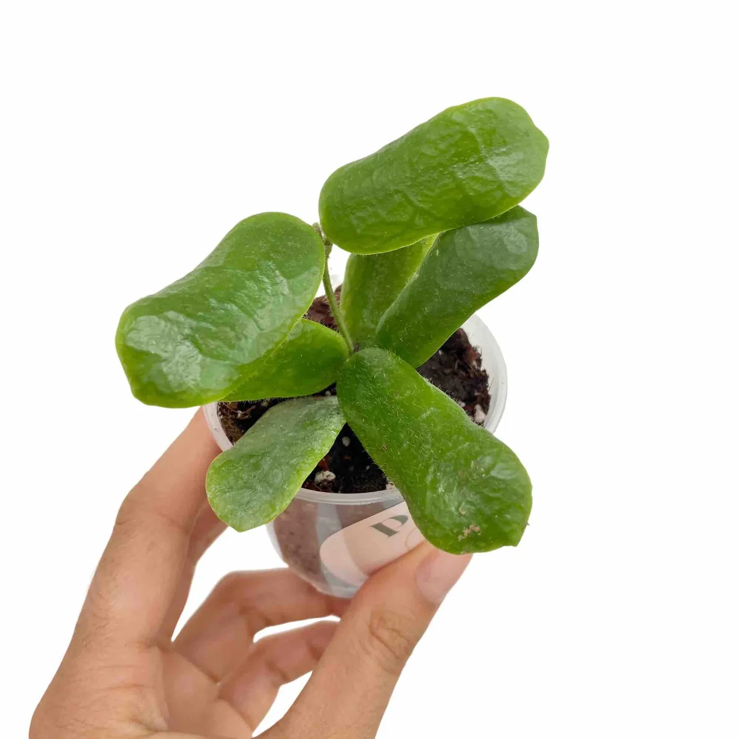 Plant and Stories Hoya Rotundiflora plante d’intérieur pot 6 cm feuilles rondes