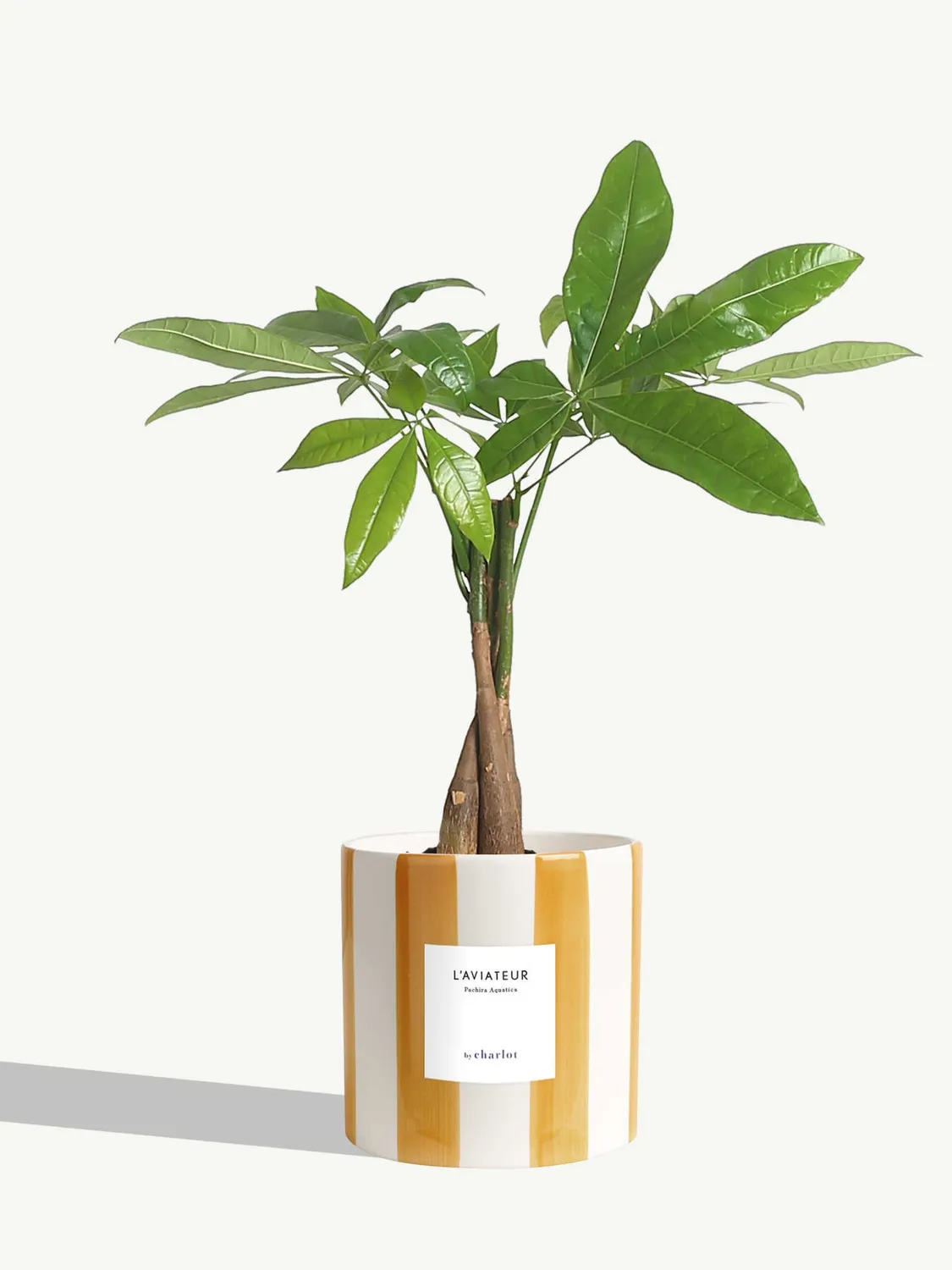 By Charlot L'Aviateur anthurium plante pot 14 cm