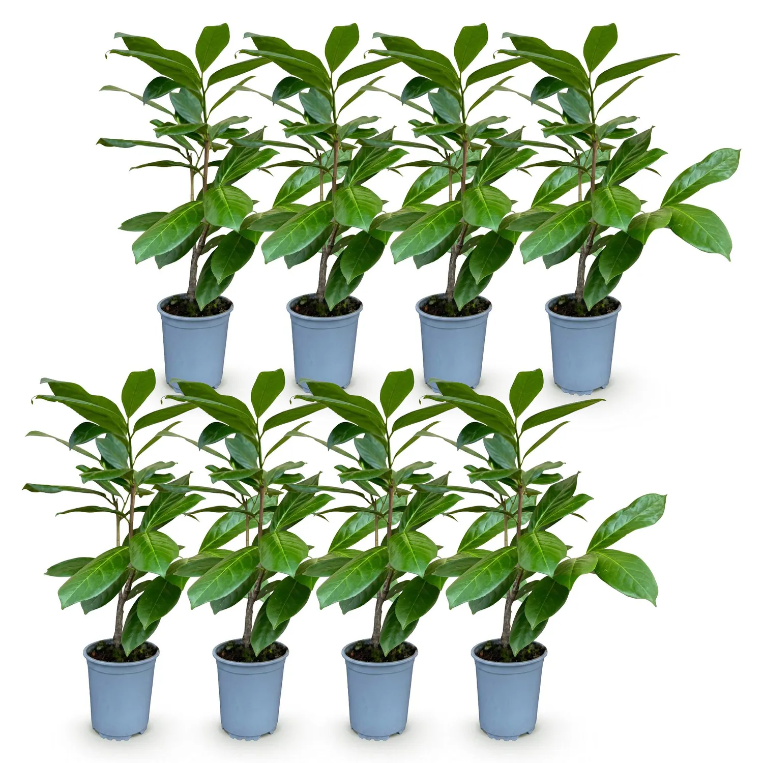 Plant and Stories Laurier-cerise Rotundifolia haie 8 plants pot 9 cm