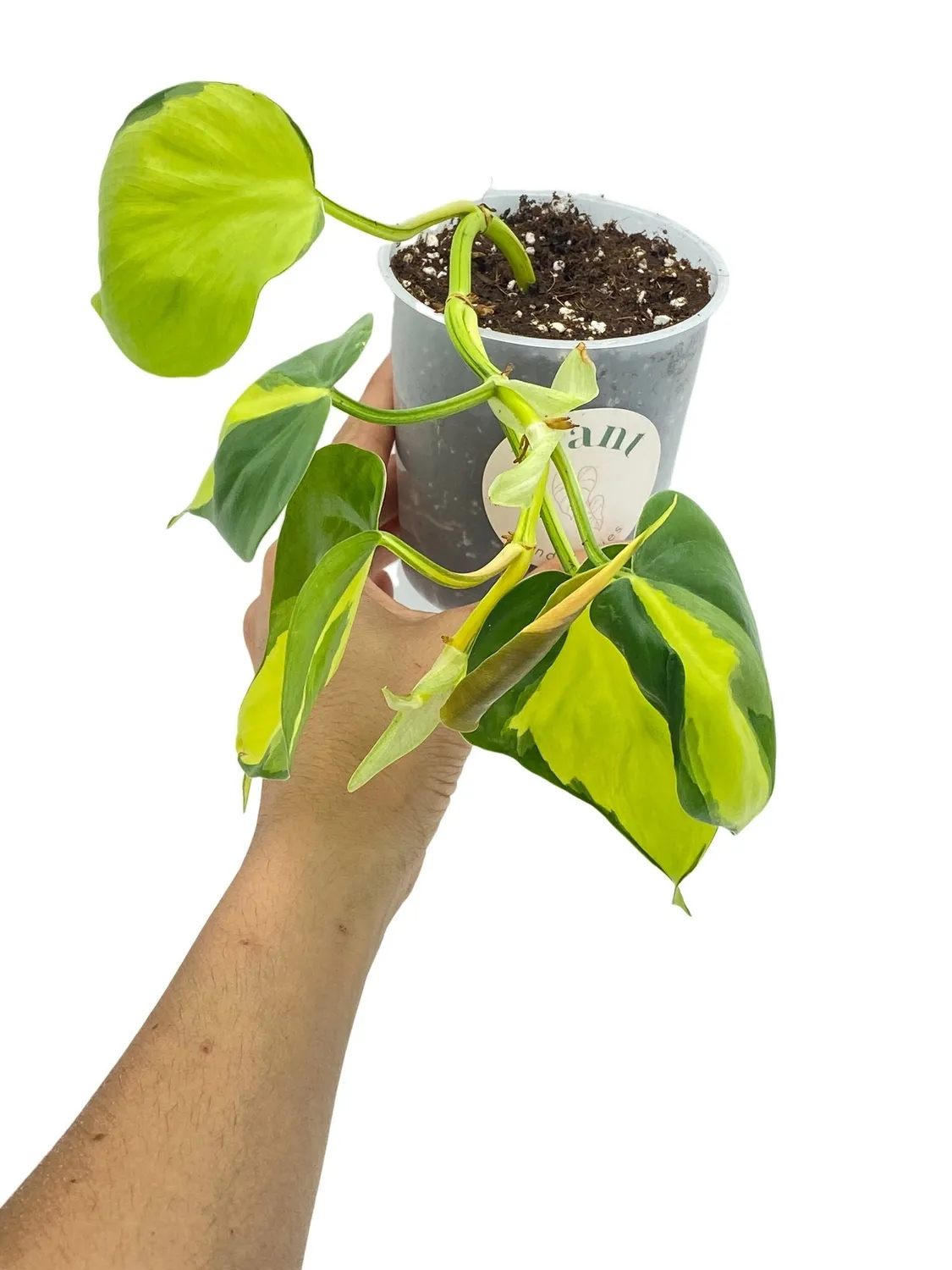 Plant and Stories Philodendron Brasil plante d’intérieur pot 6 cm panaché