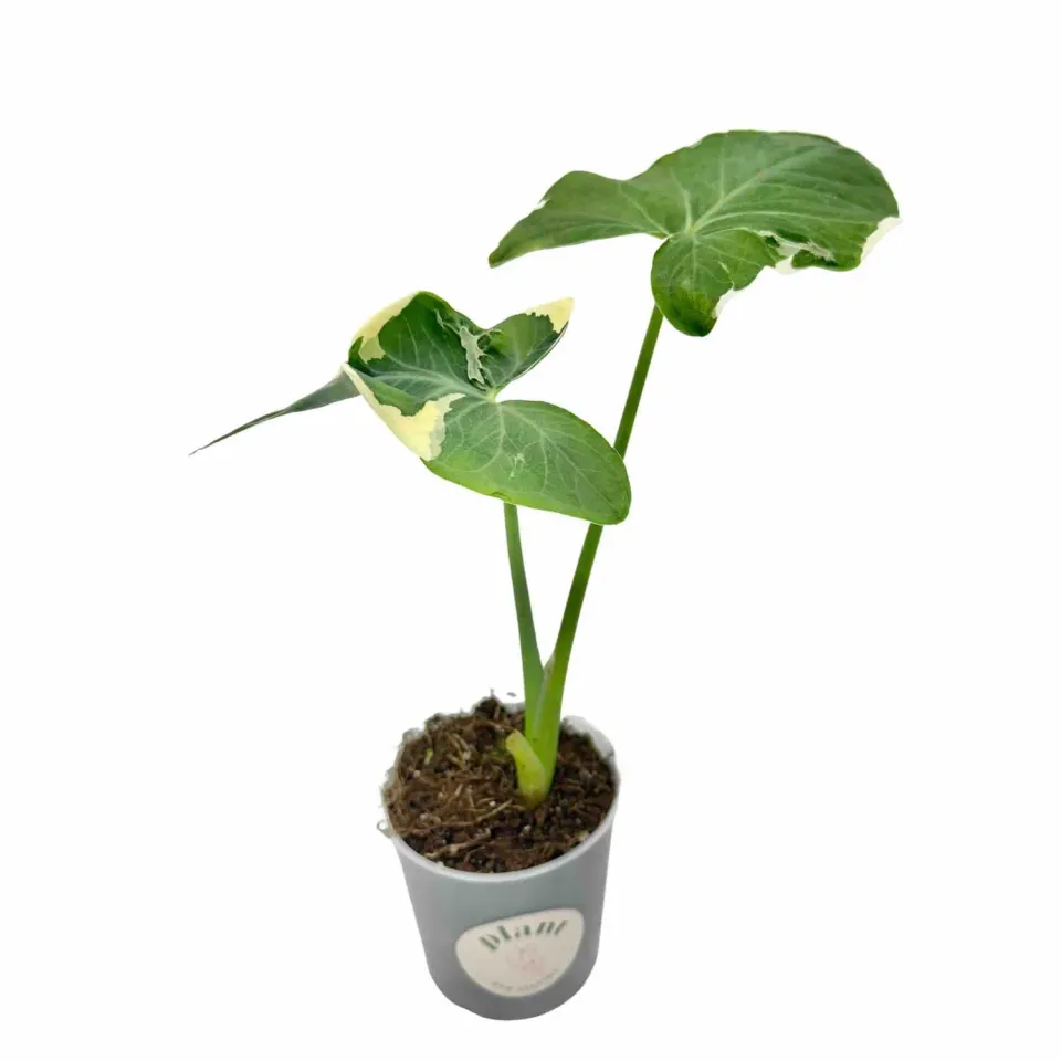 Plant and Stories Xanthosoma Atrovirens Variegata plante 10,5cm