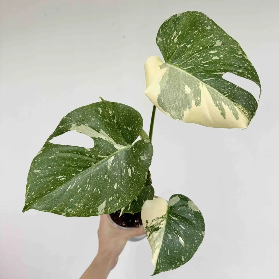 Monstera Thai Constellation plante pot 9 cm étoilée