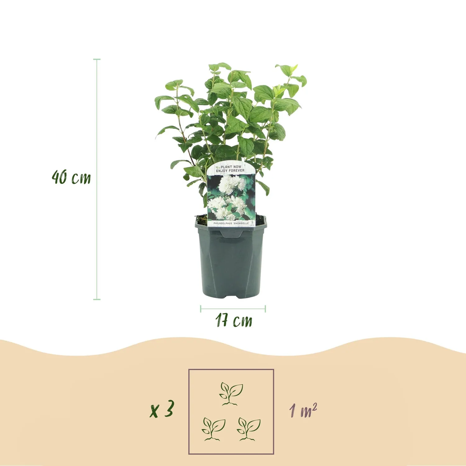 Plant and Stories Seringat Snowbelle arbuste pot 17 cm parfumé