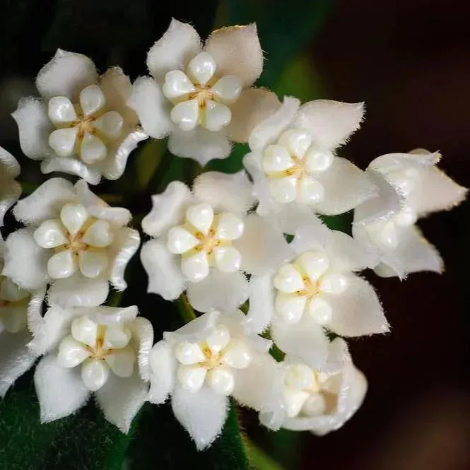Plant and Stories Thomsonii hoya 6 cm fleurs étoilées himalayen
