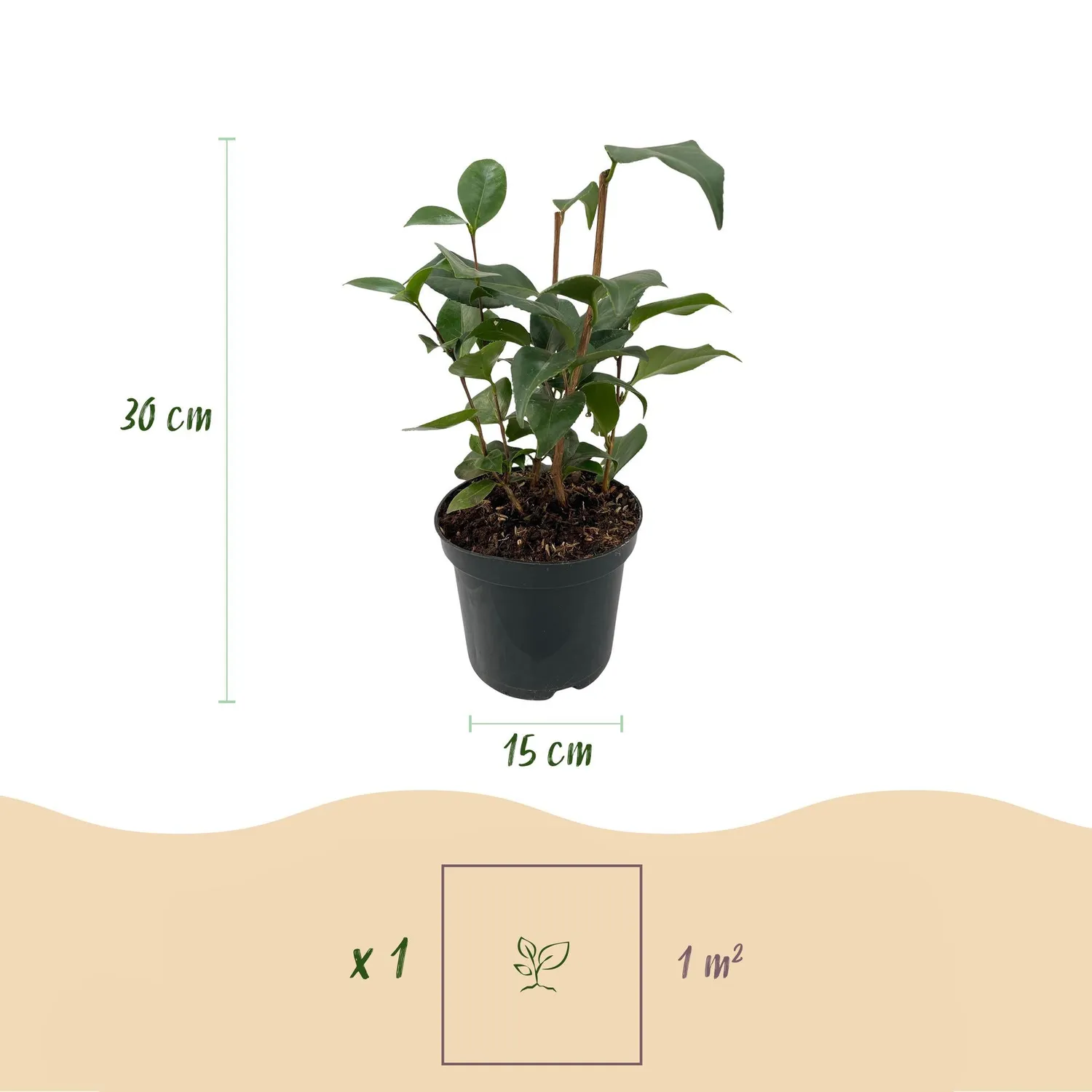 Plant and Stories Camélia Tricolour arbuste pot 15cm 1 plant