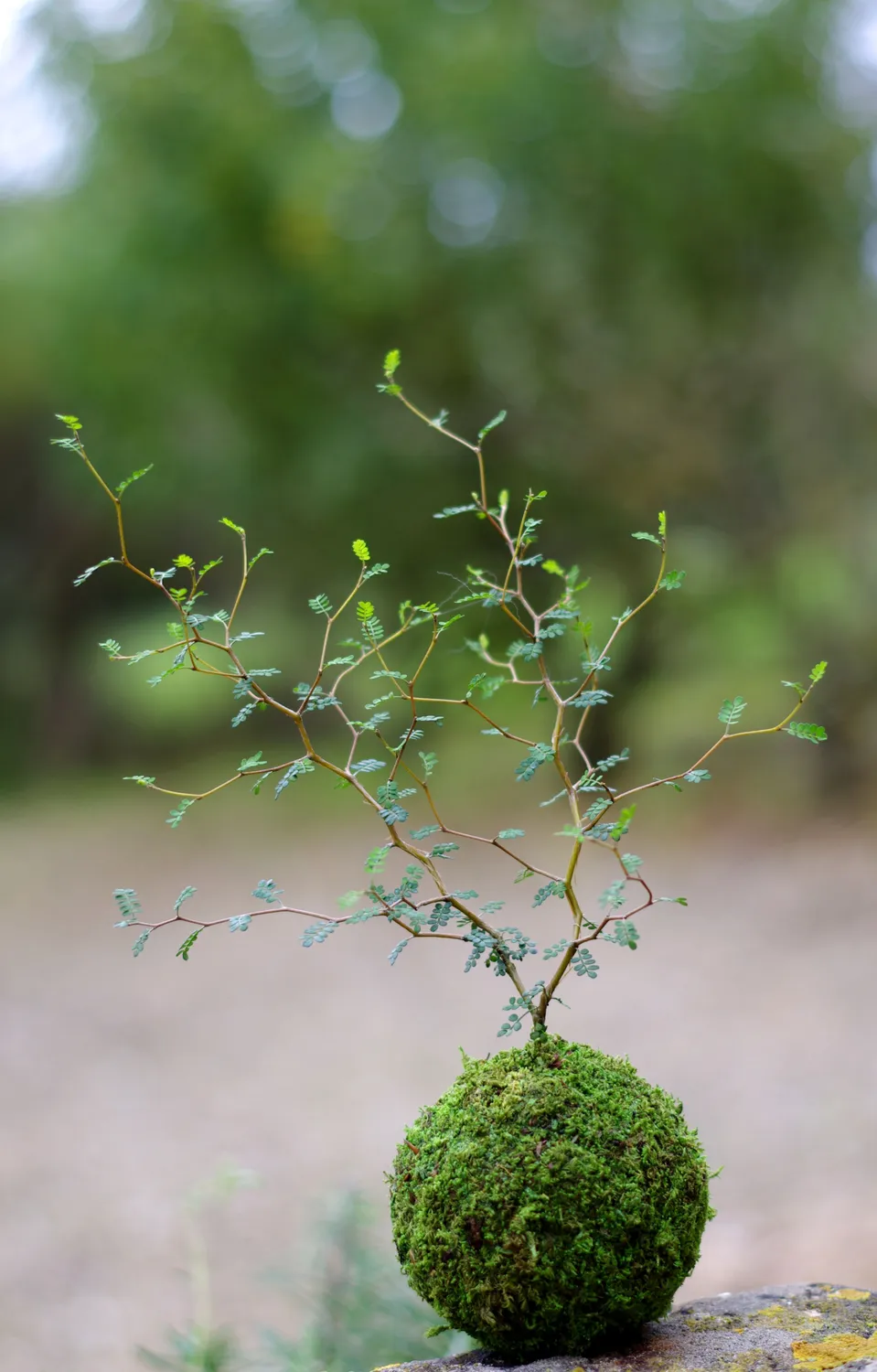 AQUAPHYTE Shosei-en Ichi kokedama sophora extérieur