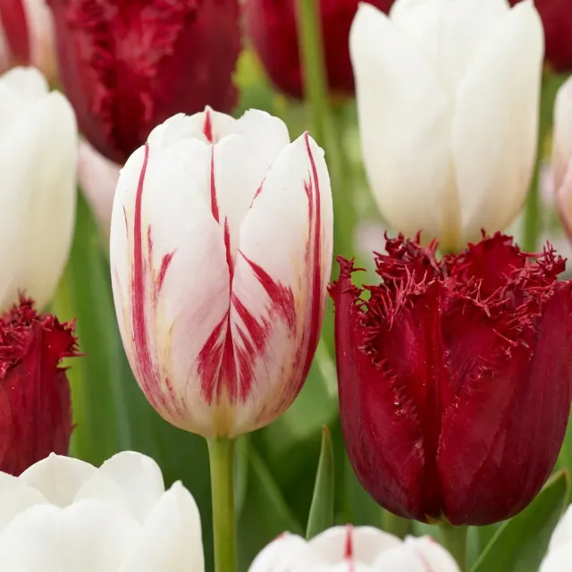 Plant and Stories Dutch Design tulipe bulbes 15 rose blanc