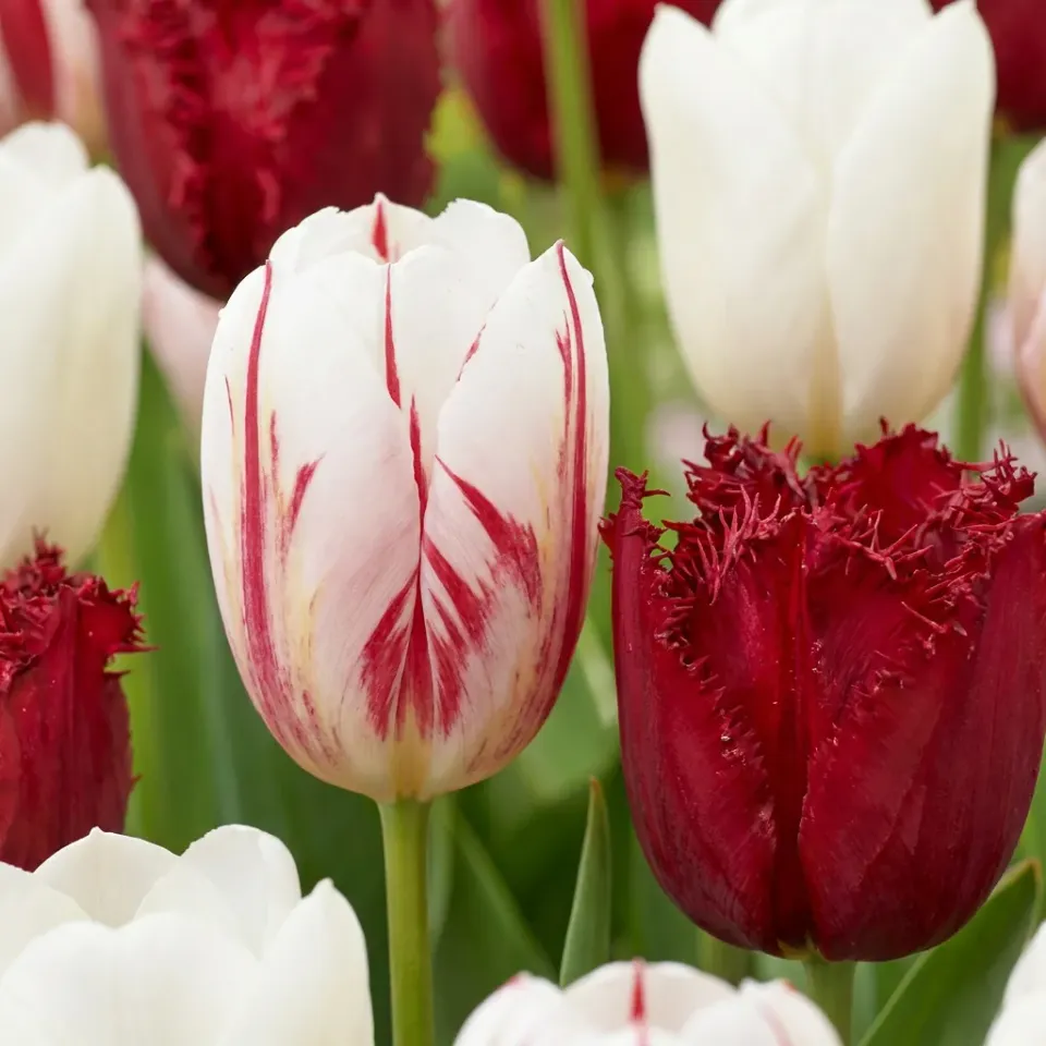 Plant and Stories Dutch Design tulipe bulbes 15 rose blanc