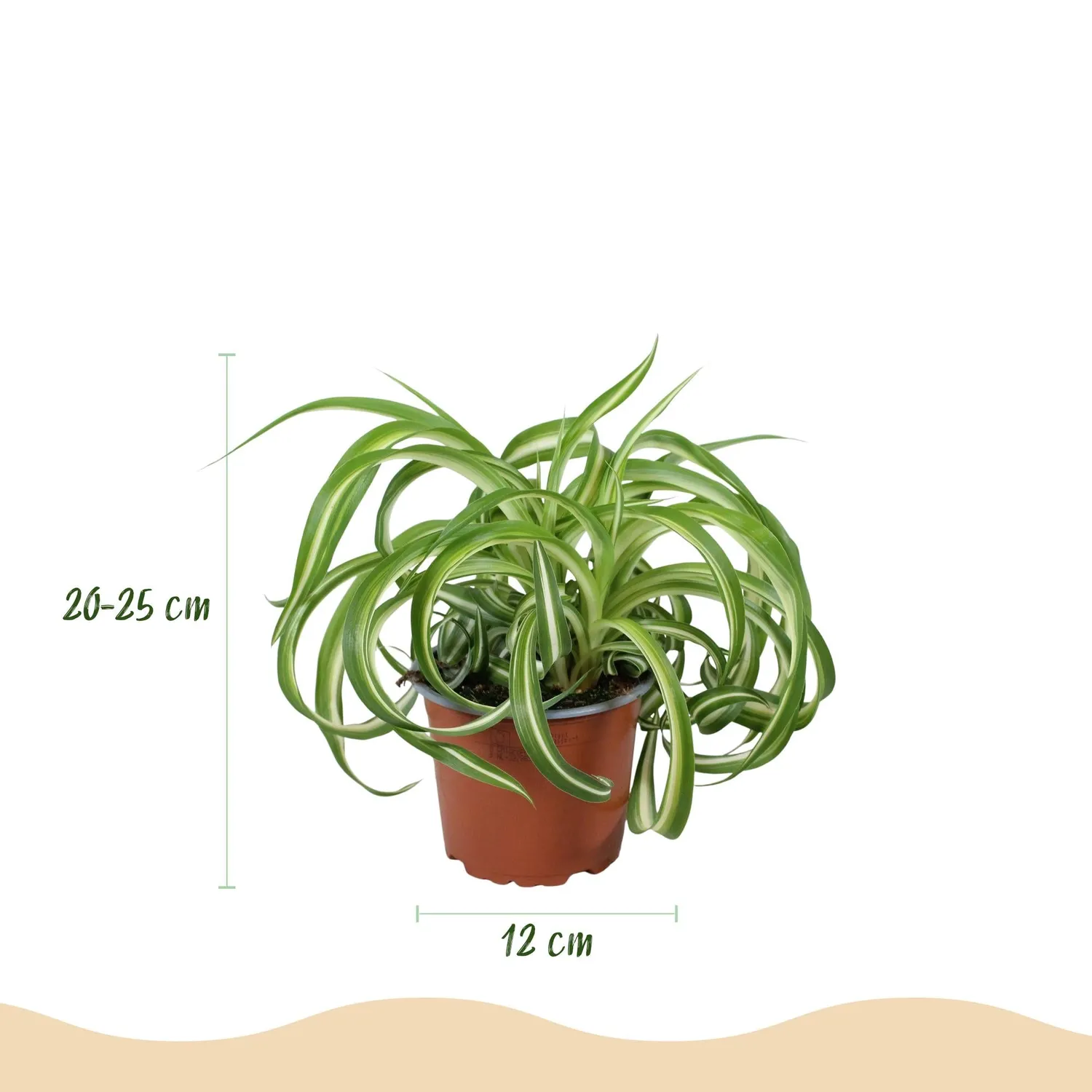 Plant and Stories Chlorophytum Bonnie plante pot 12cm bouclée