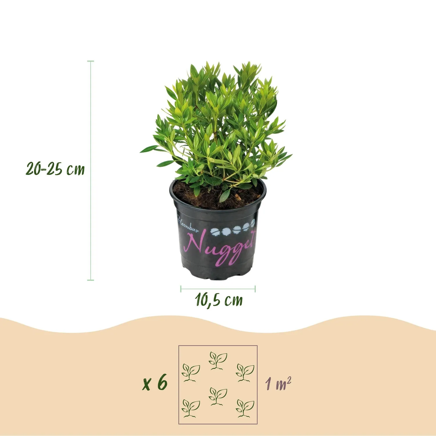 Plant and Stories Bloombux Rose Clair rhododendron 1 plant persistant
