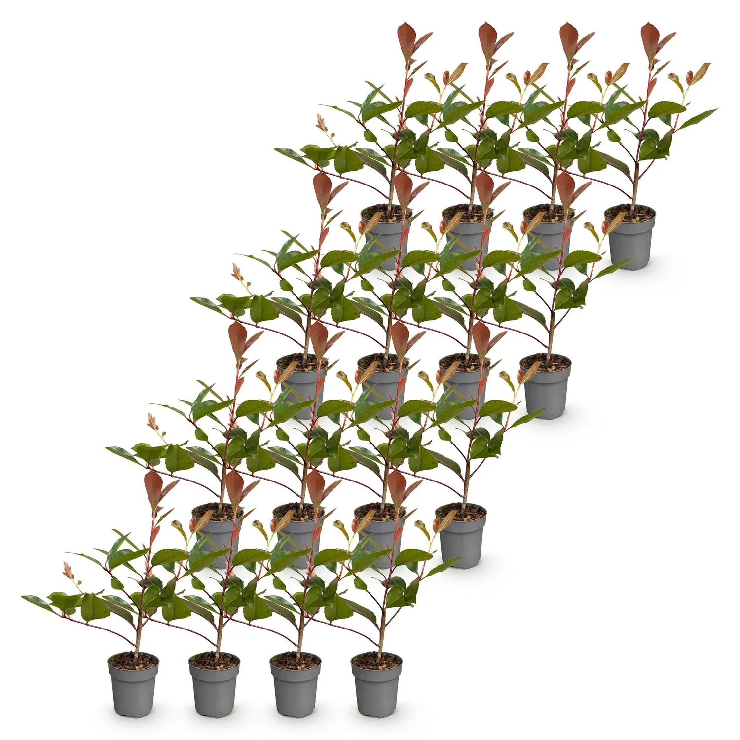 Plant and Stories Red Robin photinia haie 8 plants pot 9 cm
