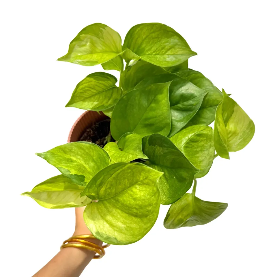 Plant and Stories Lemon Top pothos jaune 12 cm feuillage doré