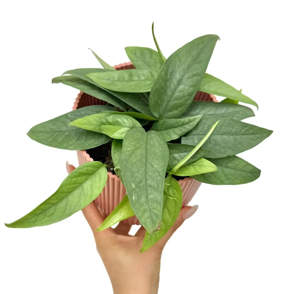 Plant and Stories Epipremnum Cebu Blue pothos pot 6 cm argenté