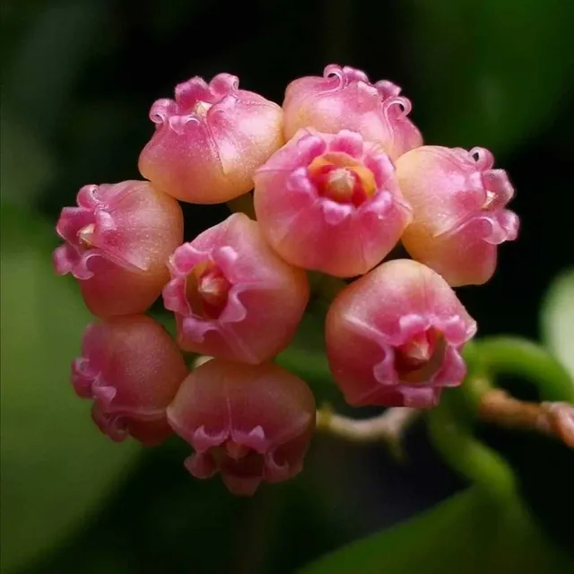 Plant and Stories Hoya Heuschkeliana variegata plante 6 cm panachée