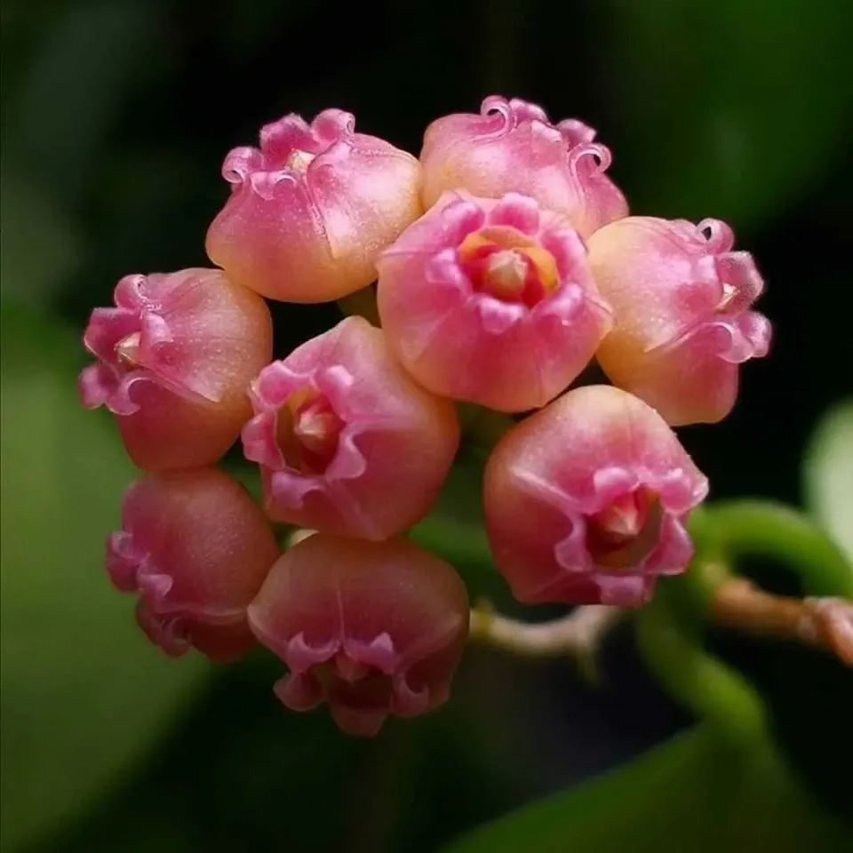 Plant and Stories Hoya Heuschkeliana variegata plante 6 cm panachée