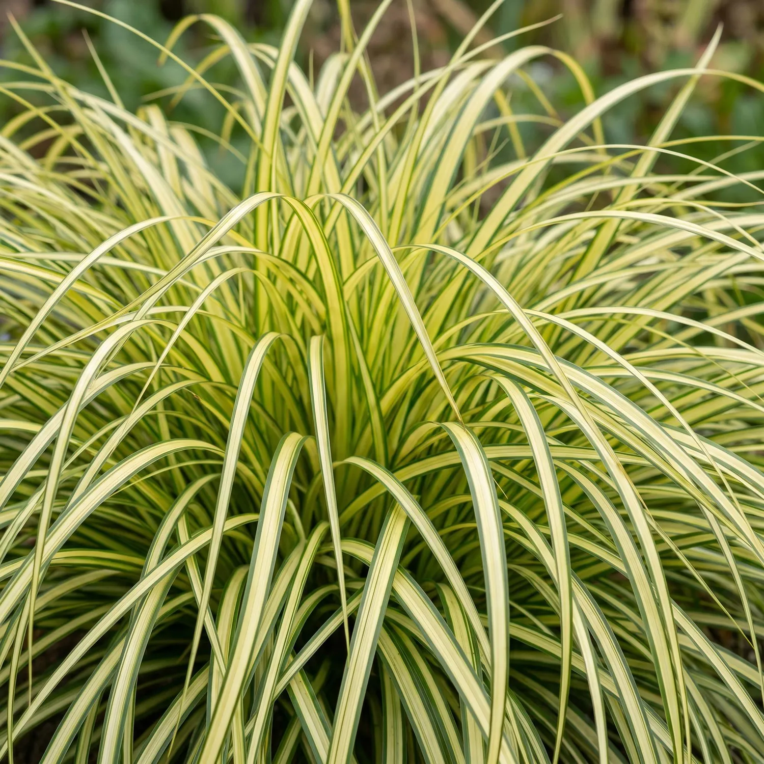 Plant and Stories Carex Evergold graminée pot 11 cm panaché