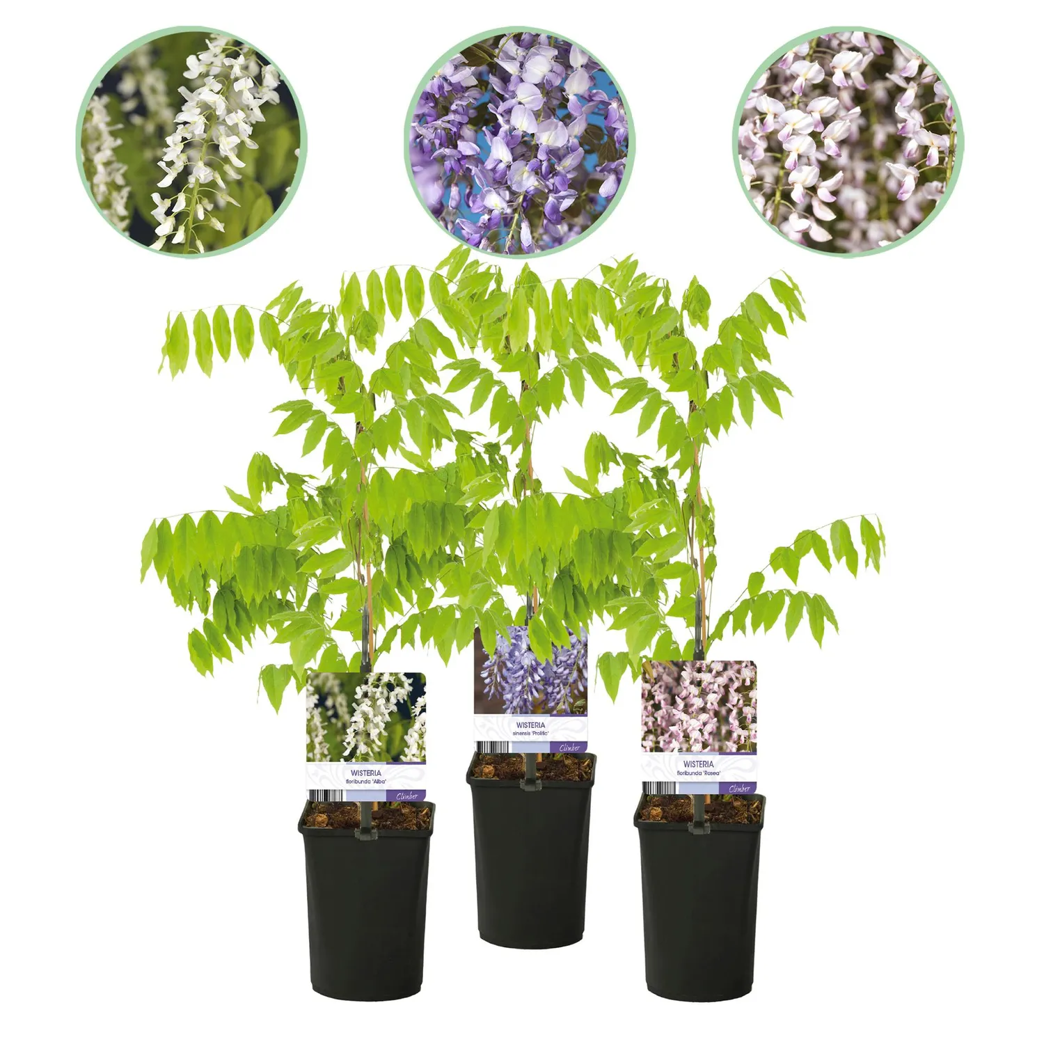 Plant and Stories Tricolour glycine grimpante lot 3