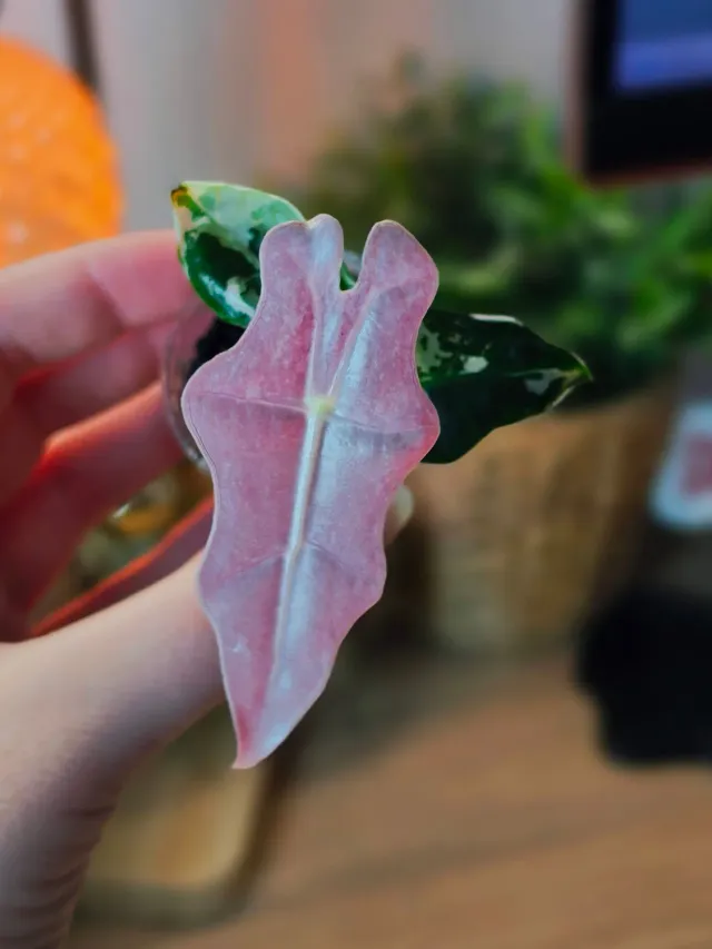 plant.ess Nobilis Pink alocasia panachée 3 feuilles feuille albo rose