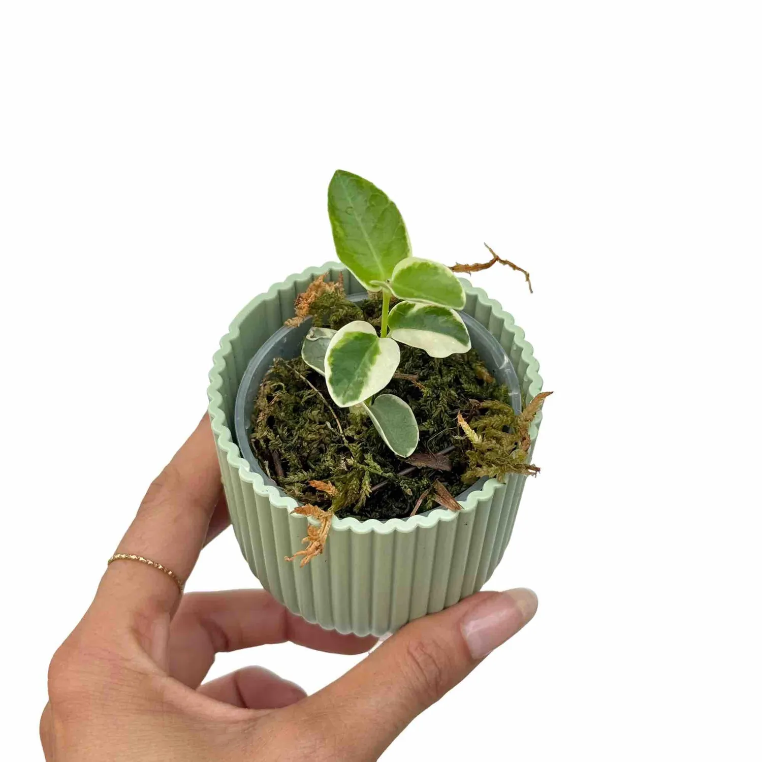 Plant and Stories Hoya Cumingiana plante pot 6 cm panaché