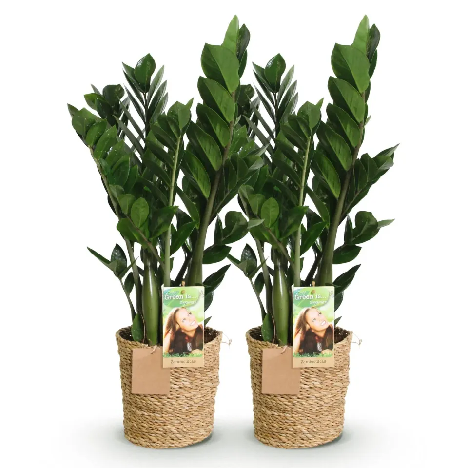Plant and Stories ZZ zamioculcas plante lot 2 pots 17 cm