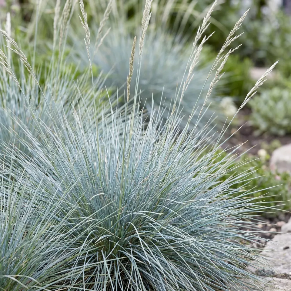 Plant and Stories Festuca Glauca fétuque bleue lot 6 pots 11cm