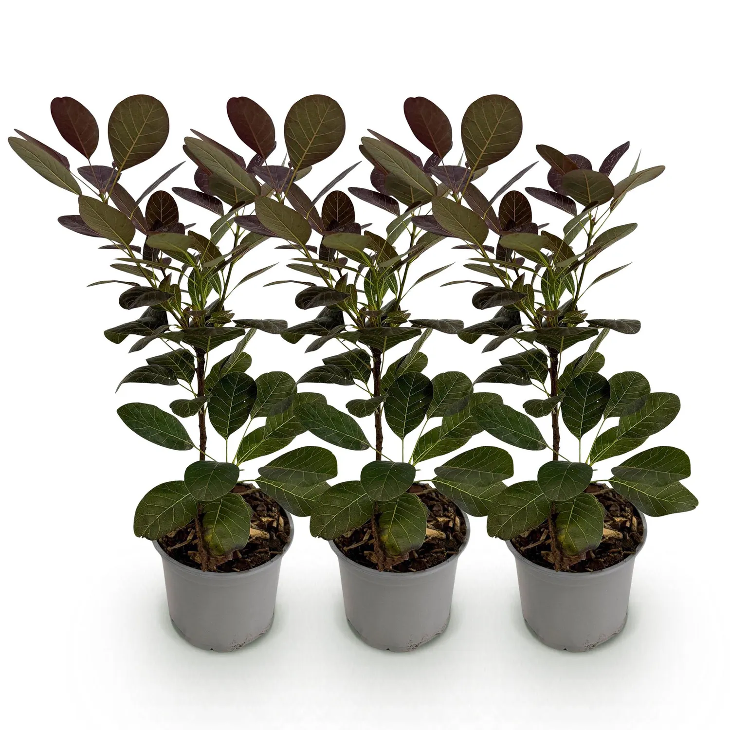 Plant and Stories arbre à perruque Royal Purple pot 12 cm pourpre