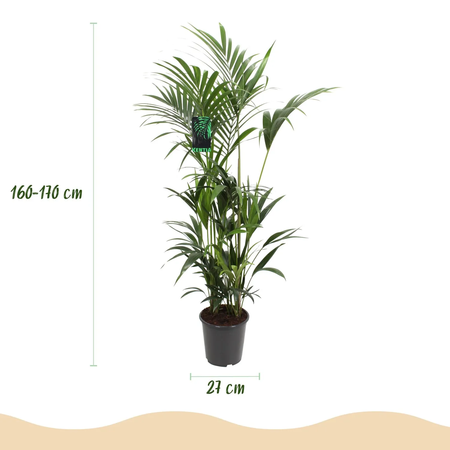 Plant and Stories Howea Kentia palmier pot 27cm 160-170cm ombre