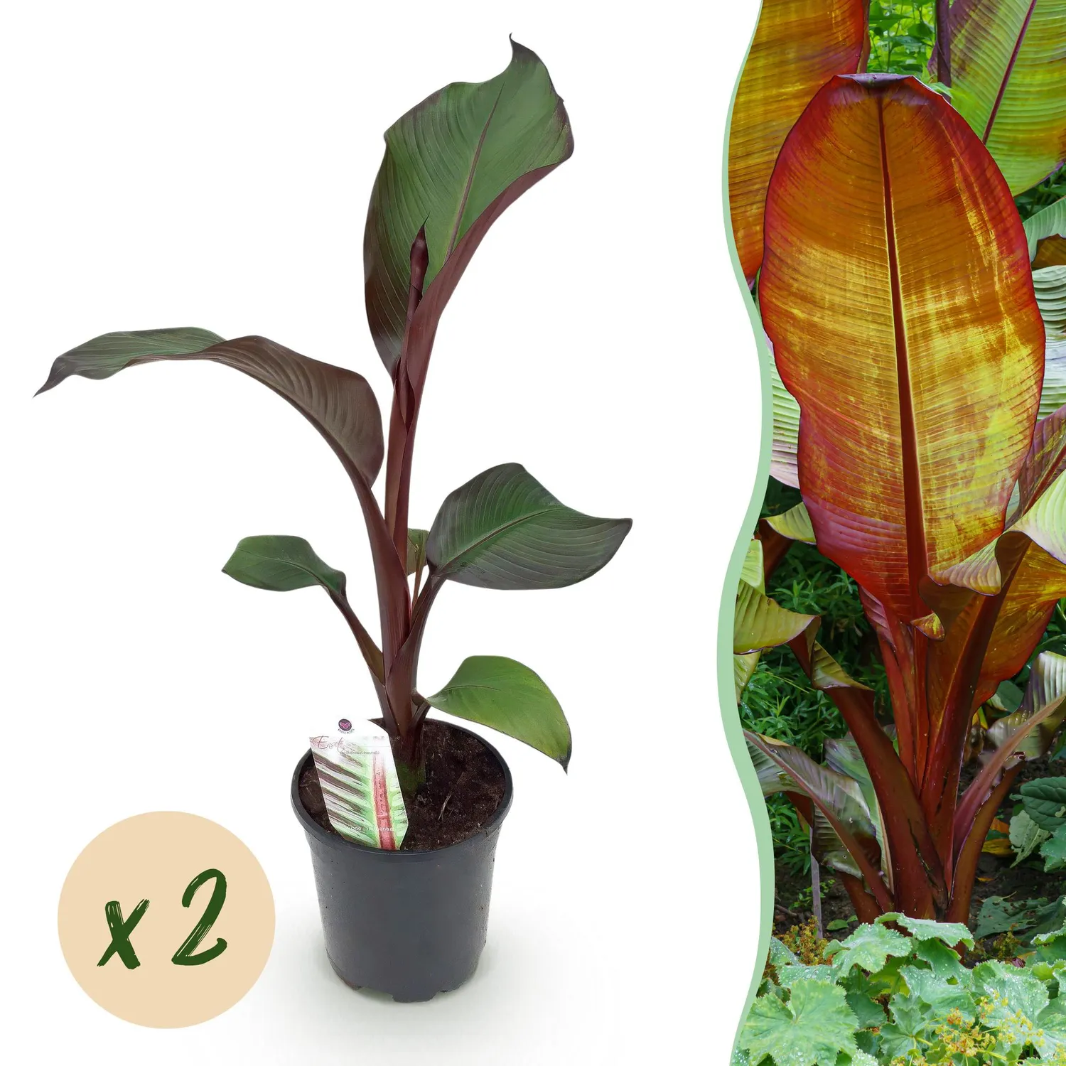 Plant and Stories Maurelii bananier rouge 2 plants pot 17 cm