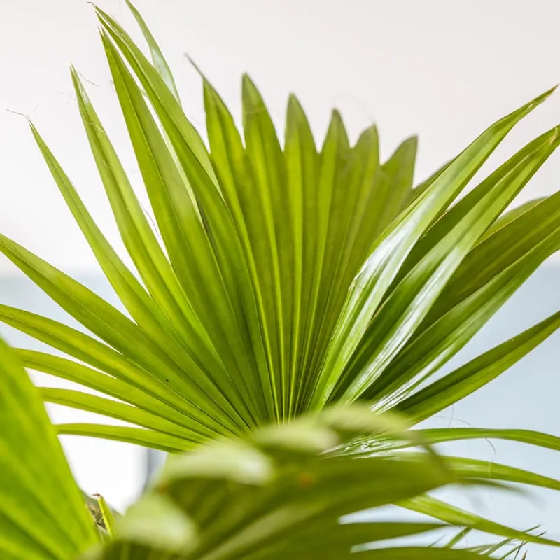 Réconciliation Végétale Paco Palmier Livistona D17 Tropical