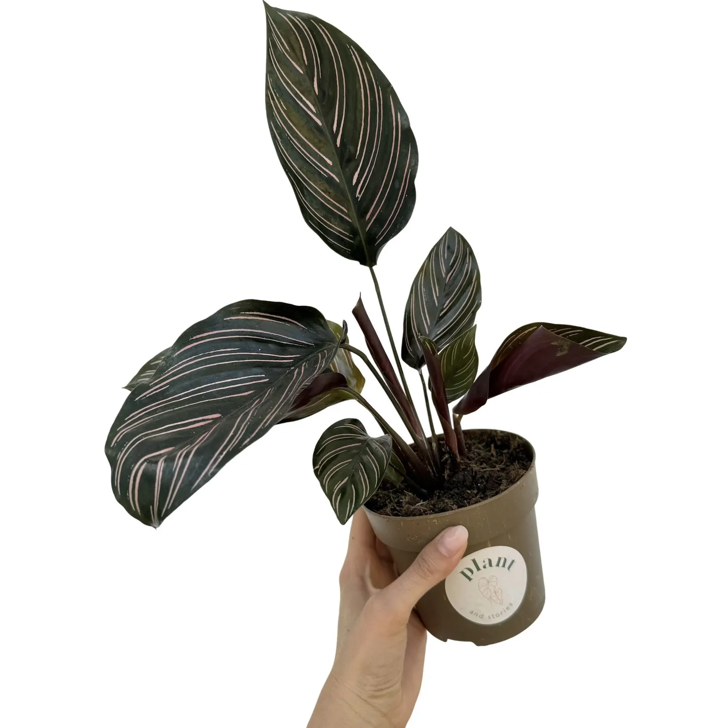 Plant and Stories Ornata Calathea plante pot 6 cm rayures roses