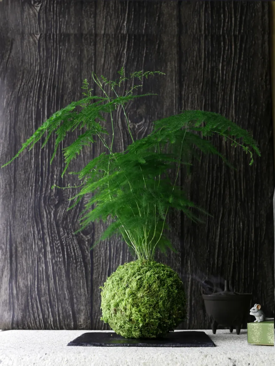 Aquaphyte Bassin du Congo Ni kokedama asparagus plumeux