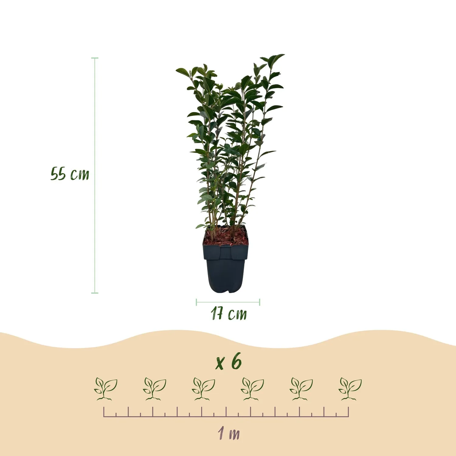 Plant and Stories Ligustrum troène haie lot 6 plants pot 17 cm