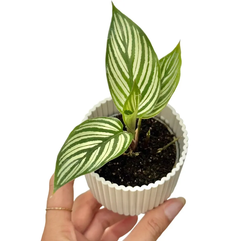 Plant and Stories Calathea Vittata plante pot 6 cm rayures