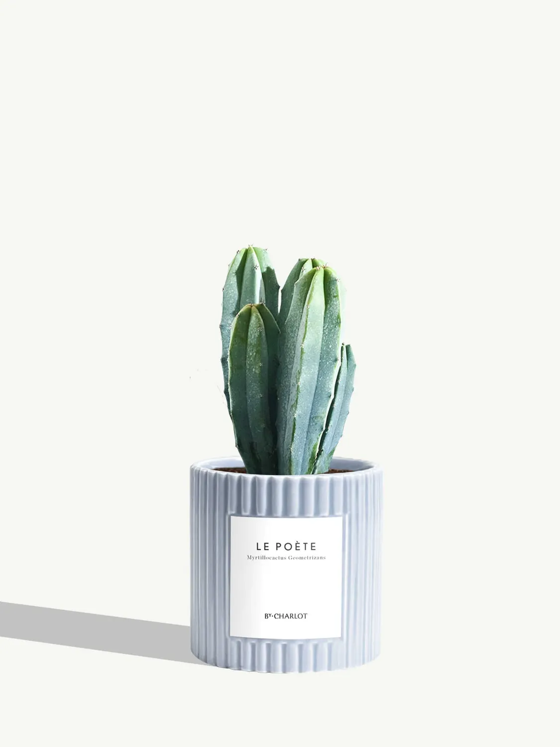 By Charlot Le Poète cactus pot S Myrtillocactus
