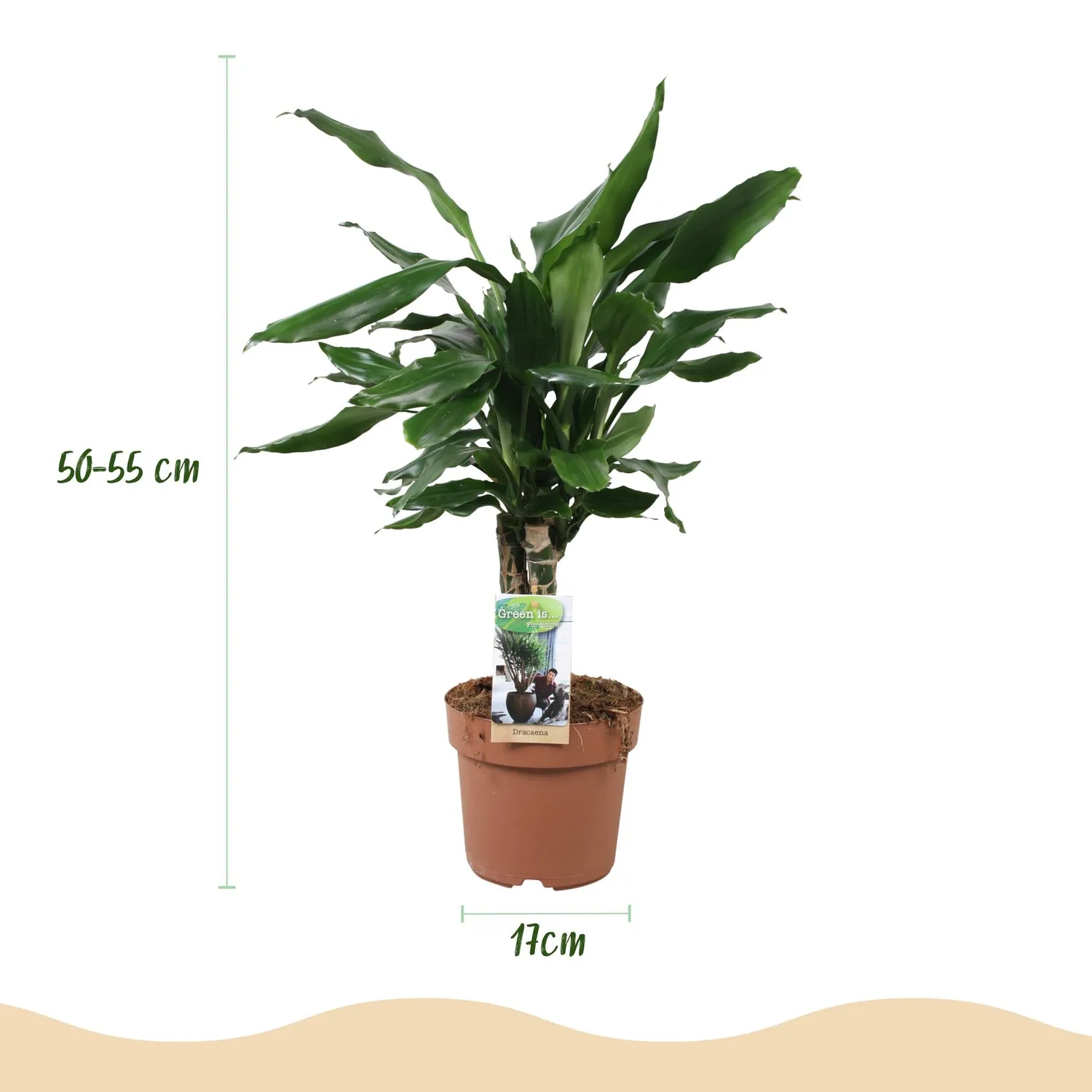Plant and Stories Dracaena fragrans Steudneri plante verte pot 17 cm
