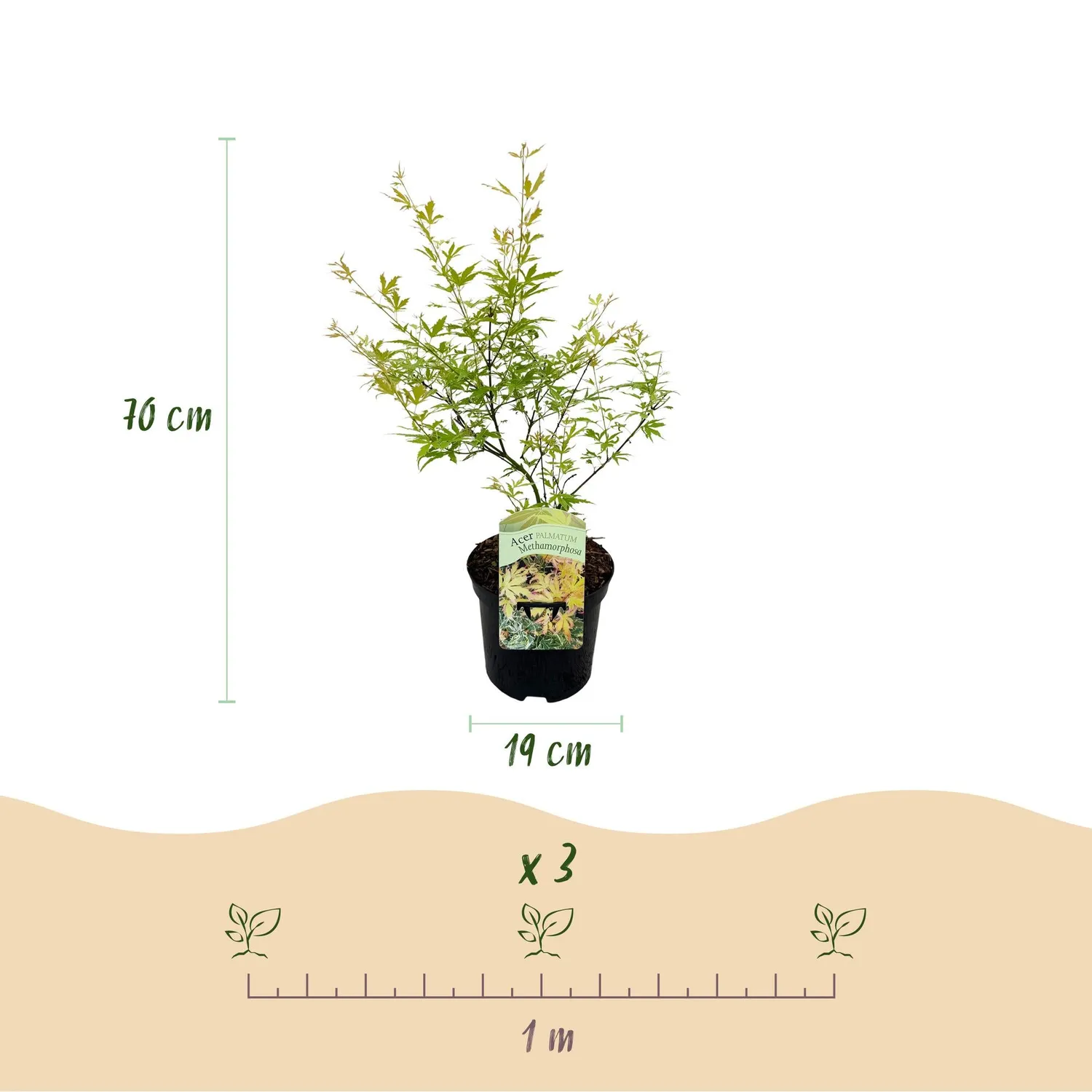 Plant and Stories Metamorphosa érable japon 1 plant pot 19 cm