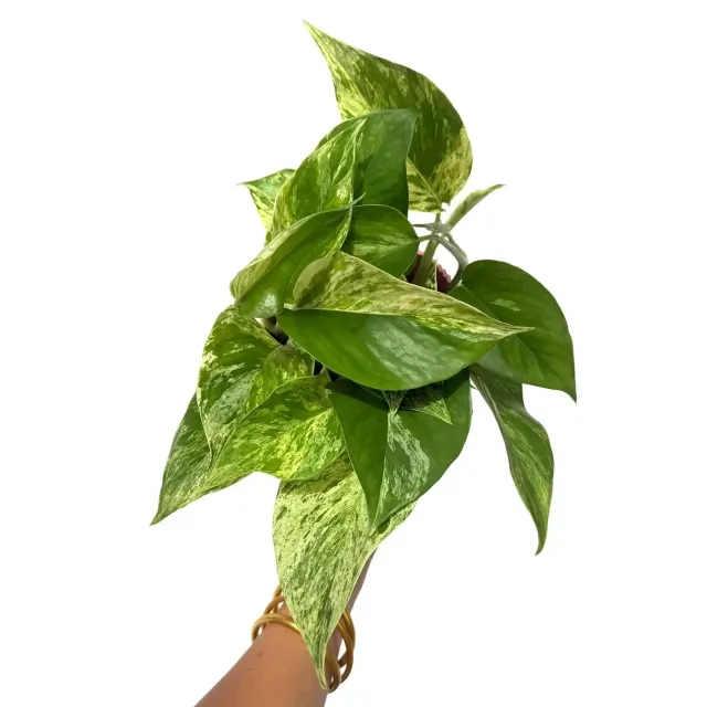 Plant and Stories Epipremnum Marble Queen plante pot 6 cm panachée
