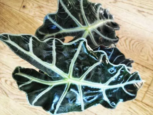 Réconciliation Végétale Lino Alocasia Polly plante verte nervurée