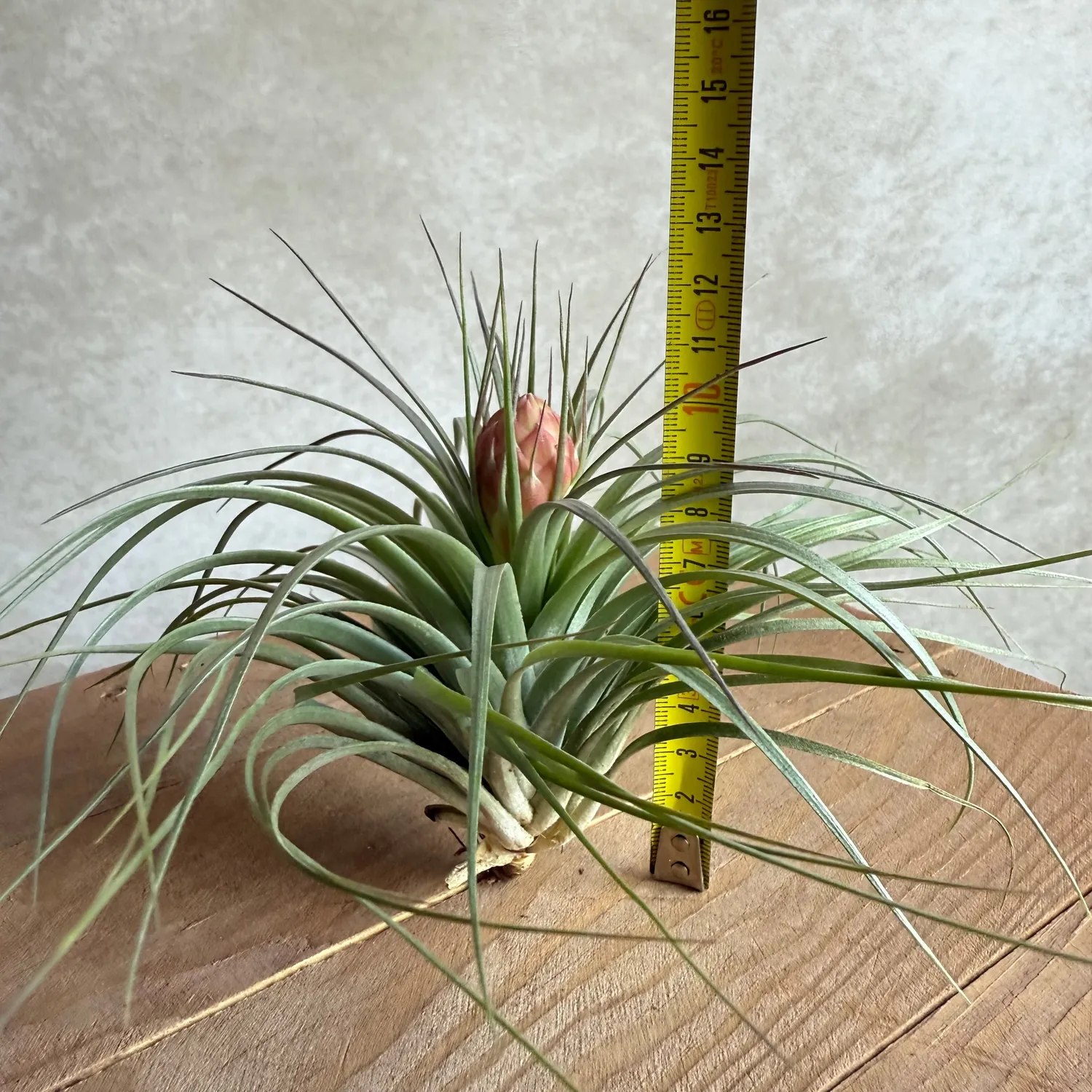 Airplantshop Cotton Candy plante aérienne hybride en fleur