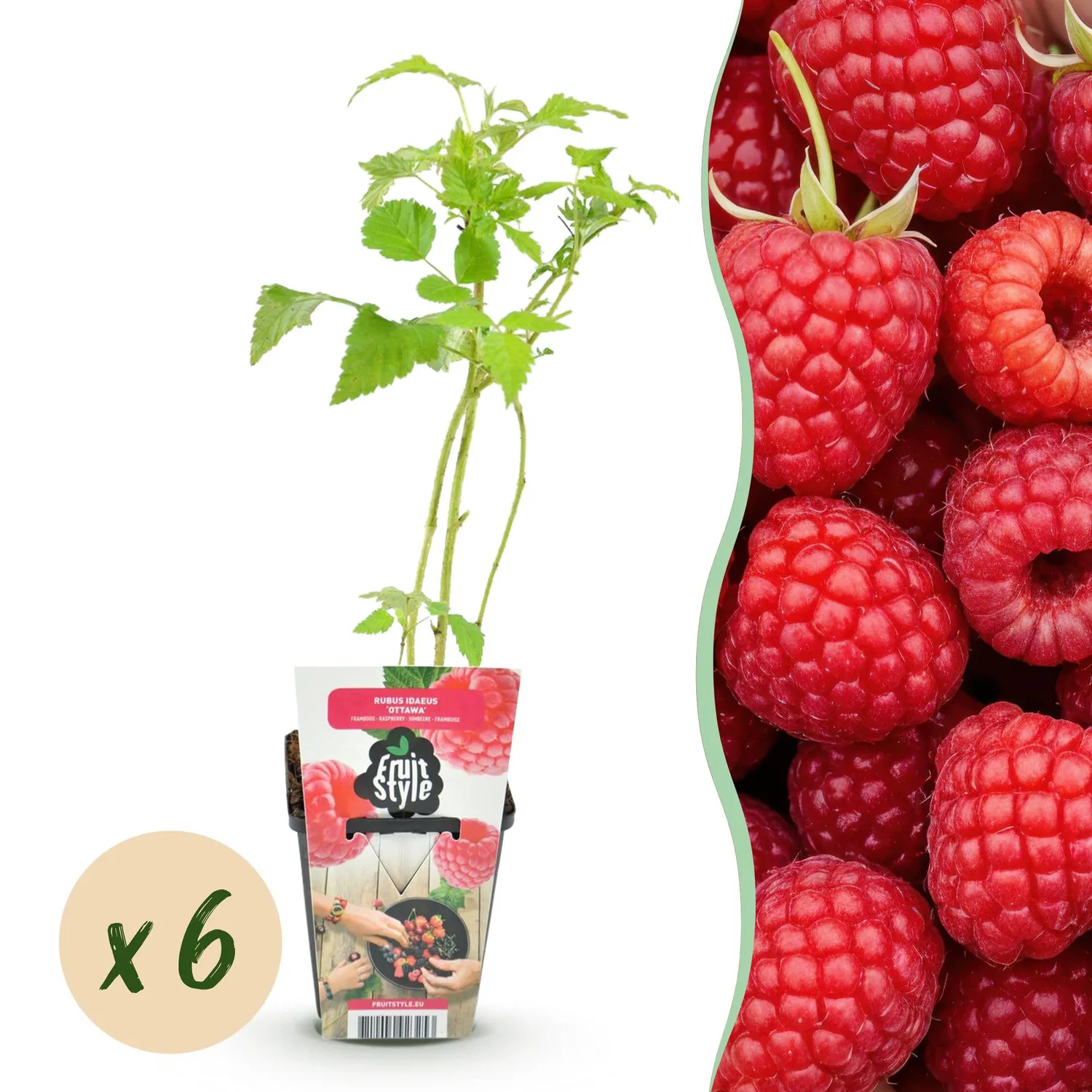 Plant and Stories Ottawa framboisier 3 plants pot 9 cm rouge sucré