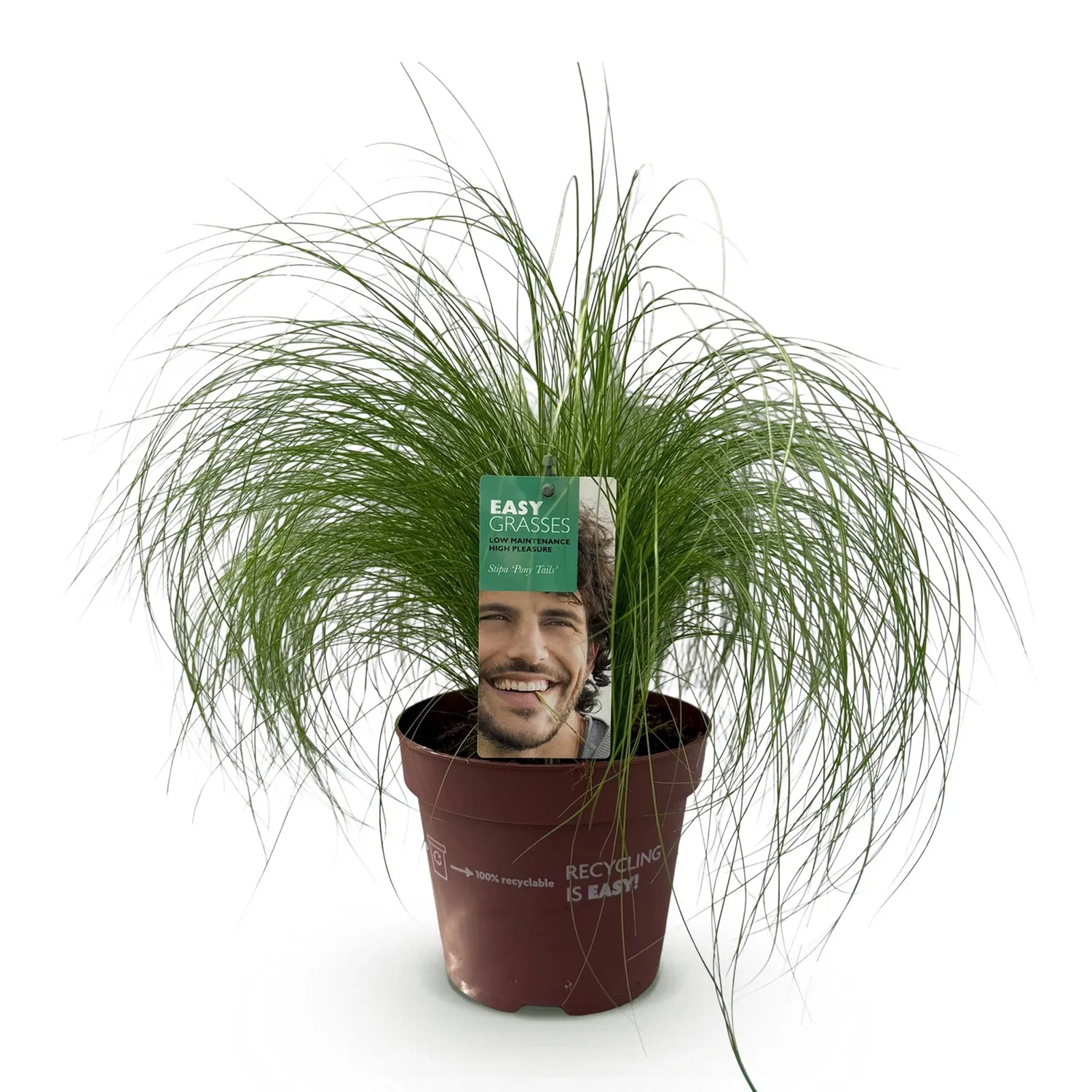 Plant and Stories Cheveux d'ange Pony Tails graminée 1 plant